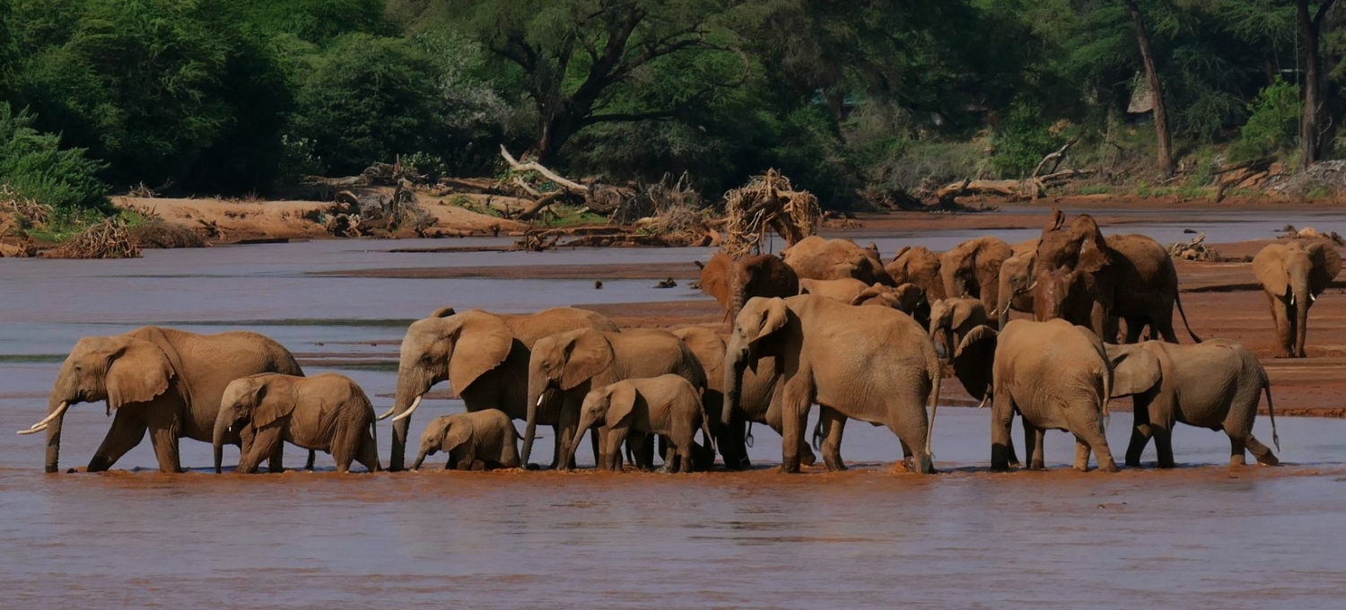 Elefanten Ewaso Nyiro