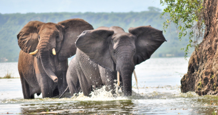 Queen Elizabeth Nationalpark