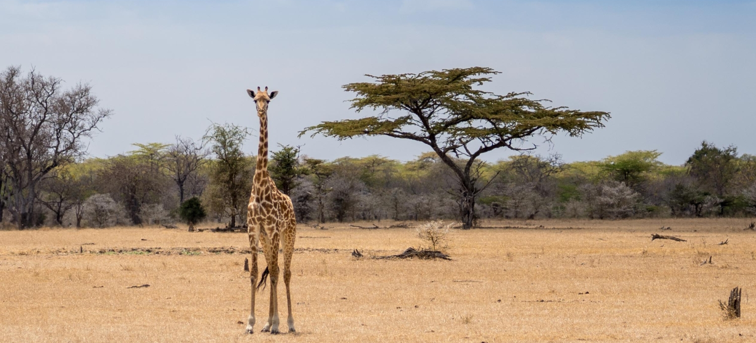 Giraffe Lake Tagalala