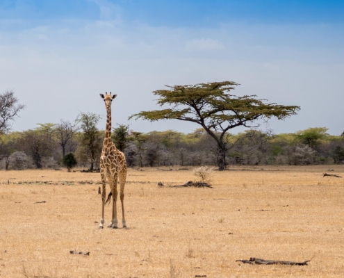 Giraffe Lake Tagalala