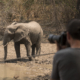 Elefanten im Kanga Camp