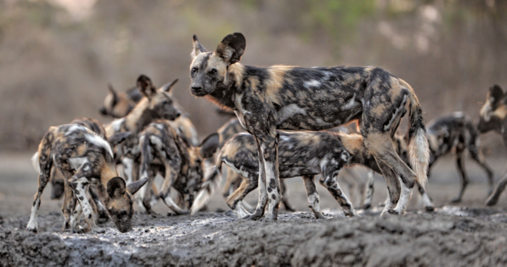 Wildhunde im Kanga Camp