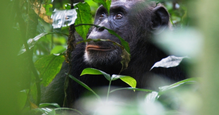 Schimpanse im Kibale Forest Nationalpark