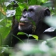 Schimpanse im Kibale Forest Nationalpark