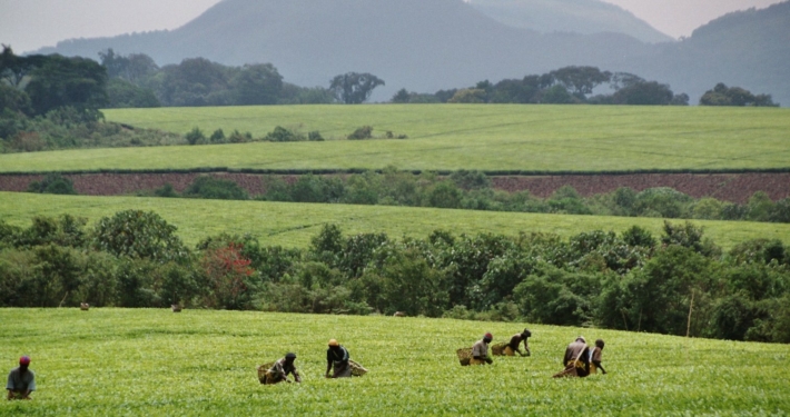 Kibale Forest Nationalpark