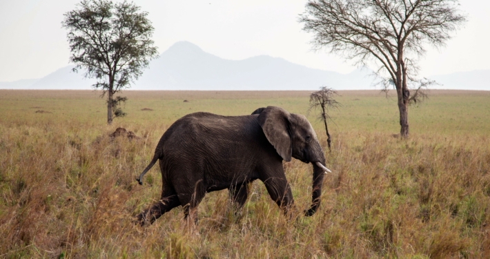 Elefant Kidepo Valley