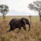 Elefant Kidepo Valley