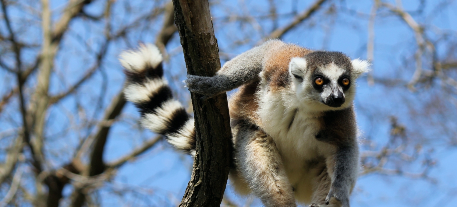 Lemur auf Madagaskar