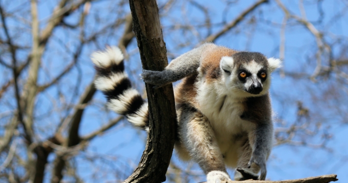 Lemur auf Madagaskar