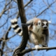 Lemur auf Madagaskar