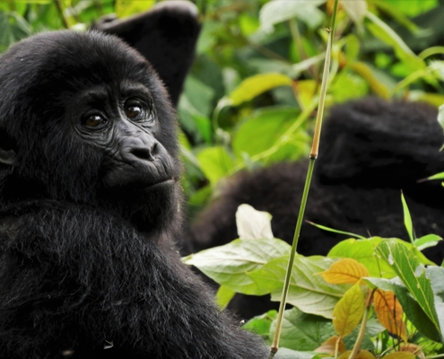 kleiner Gorilla
