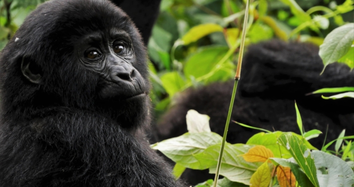 kleiner Gorilla