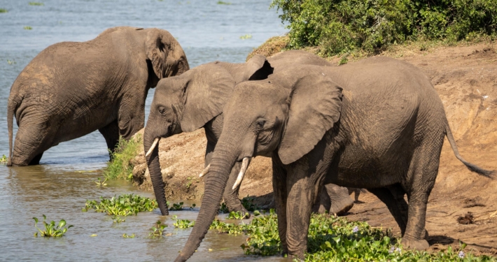 Elefanten Kazinga Channel