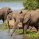 Elefanten Kazinga Channel