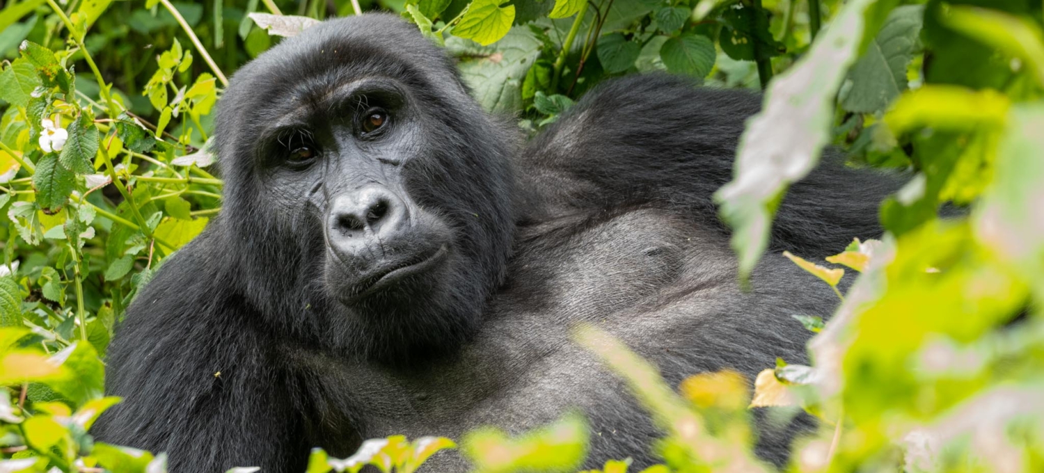Gorilla in Uganda