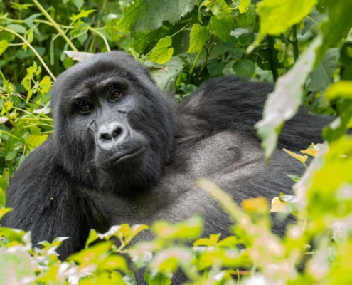 Gorilla in Uganda