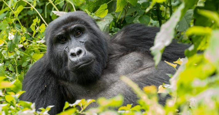 Gorilla in Uganda
