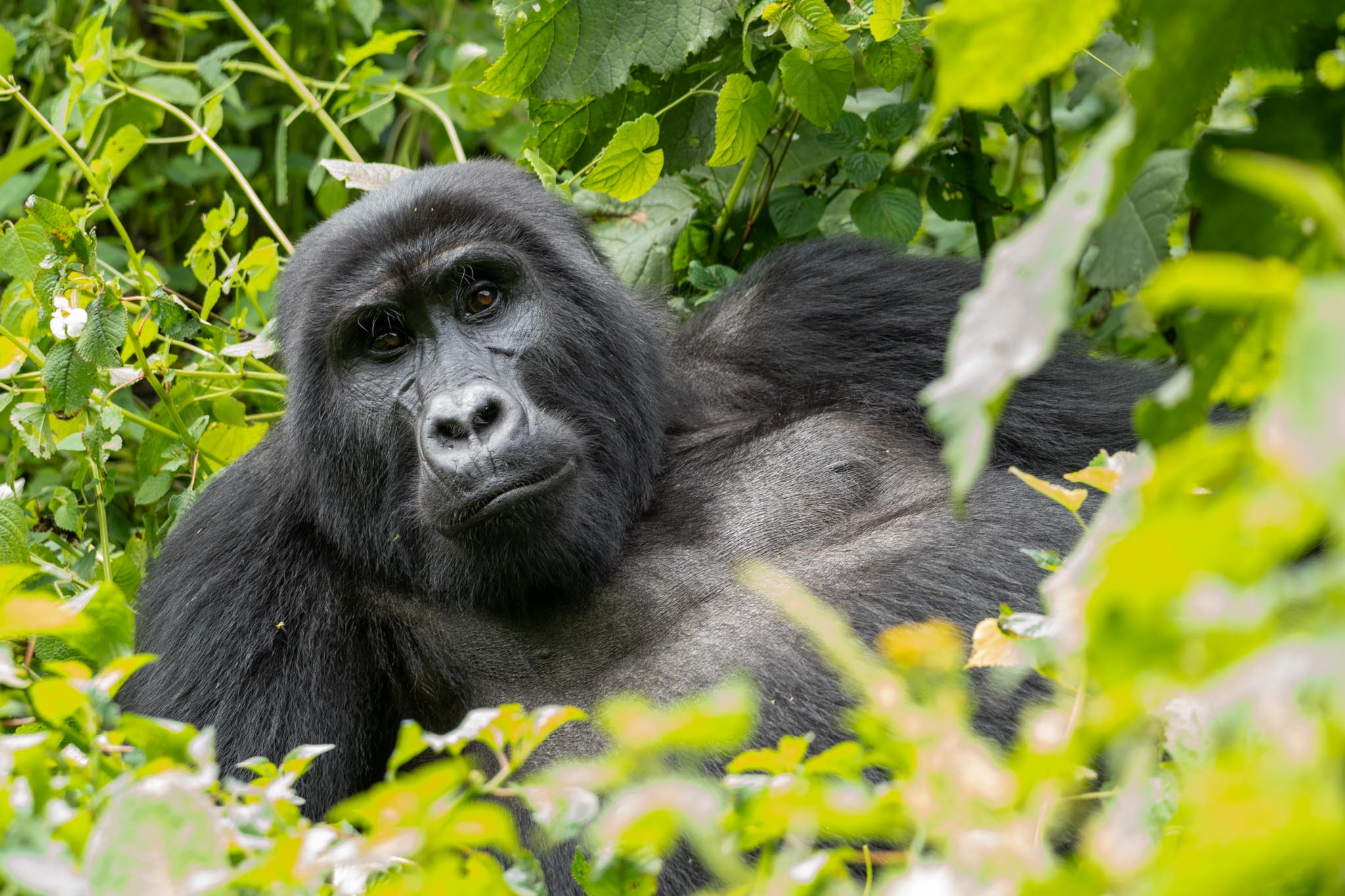 Gorilla in Uganda