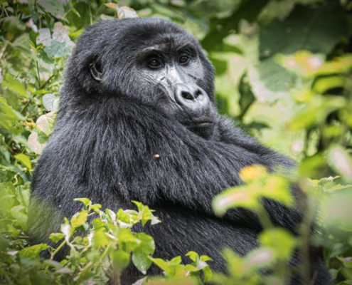 Gorilla in Uganda