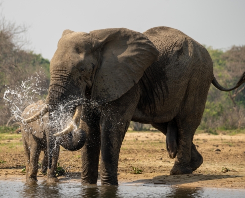 Murchison Falls Elefant