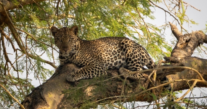 Murchison Falls Leopard