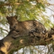 Murchison Falls Leopard