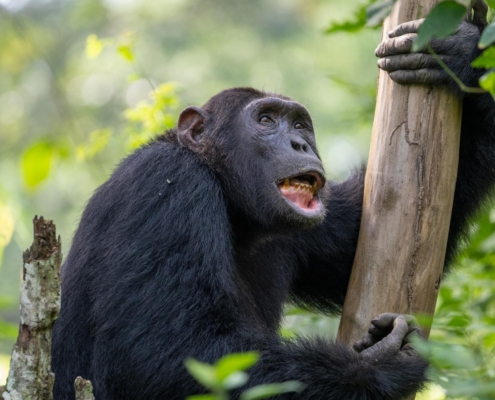Schimpansen Kyambura Schlucht