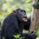 Schimpansen Kyambura Schlucht
