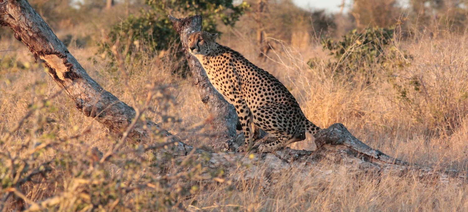 Gepard im Krüger Nationalpark