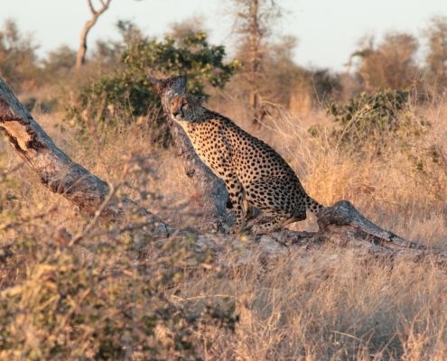 Gepard im Krüger Nationalpark