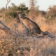 Gepard im Krüger Nationalpark