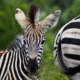 Zebra im Krüger Nationalpark