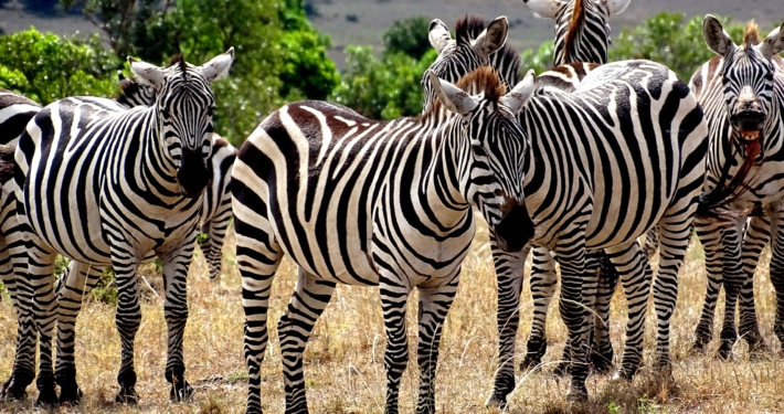 Zebras Masai Mara