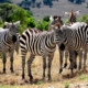 Zebras Masai Mara