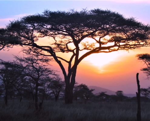 Masai Mara