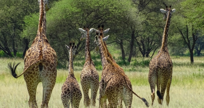 Giraffenfamilie Tarangire Nationalpark