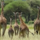 Giraffenfamilie Tarangire Nationalpark