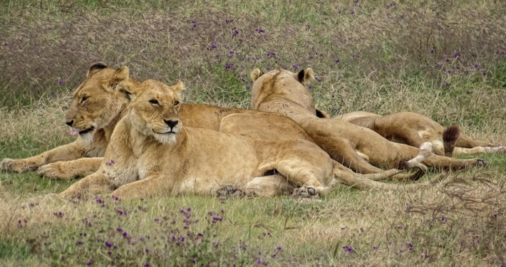 Löwenfamilie Ngorongoro Tansania