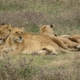 Löwenfamilie Ngorongoro Tansania