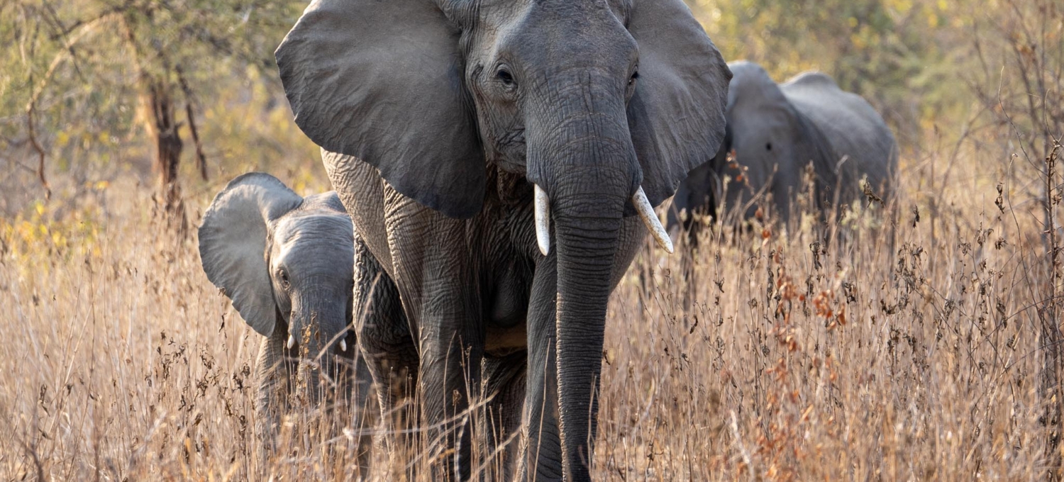 Tansania Elefant