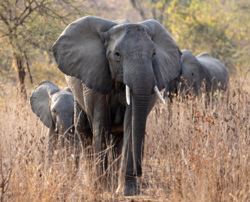 Tansania Elefant