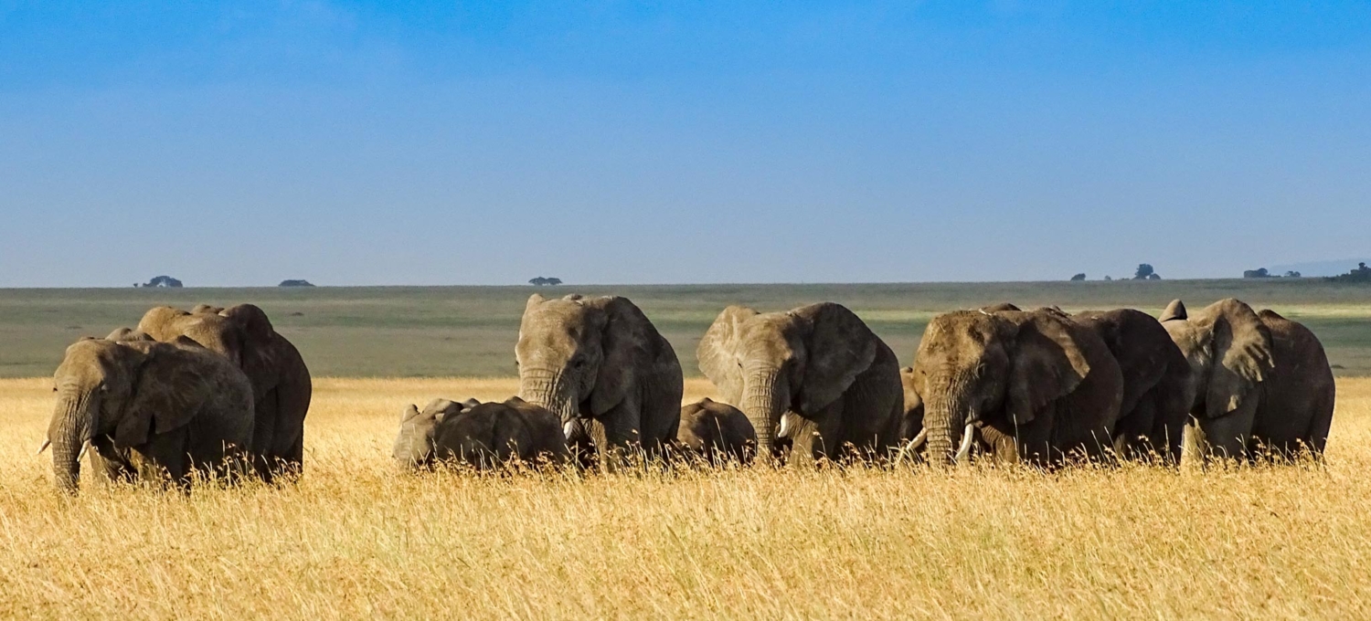 Elefantenfamilie in der Serengeti