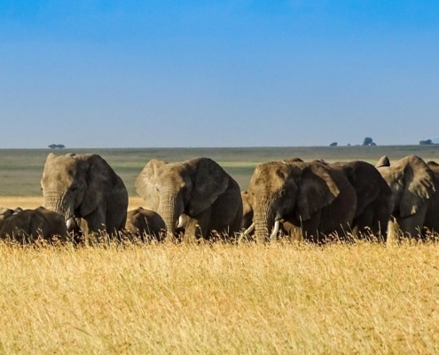 Elefantenfamilie in der Serengeti