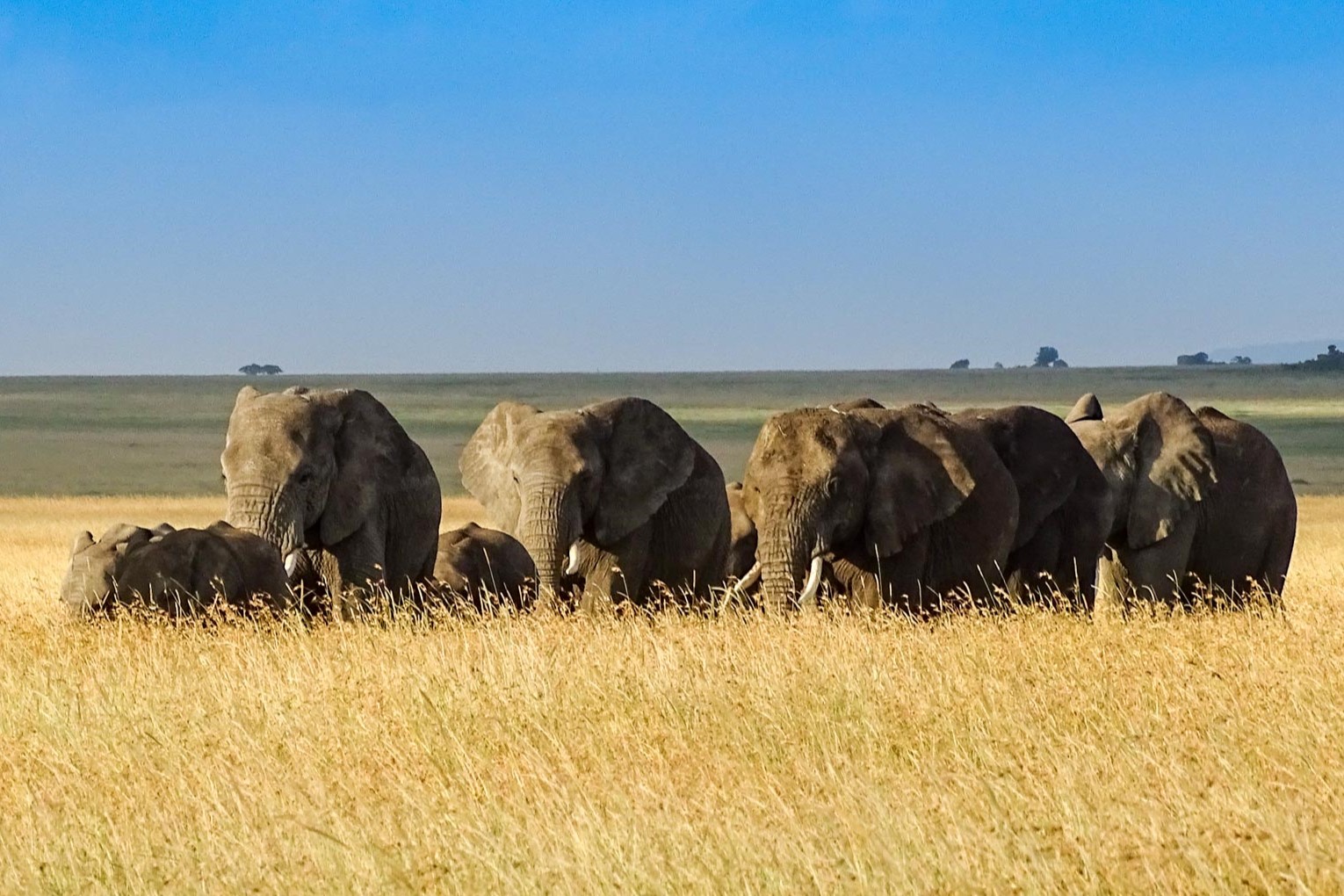 Elefantenfamilie in der Serengeti