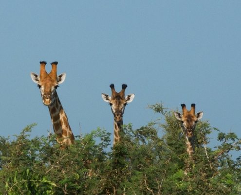 Giraffen Gartenroute Südafrika