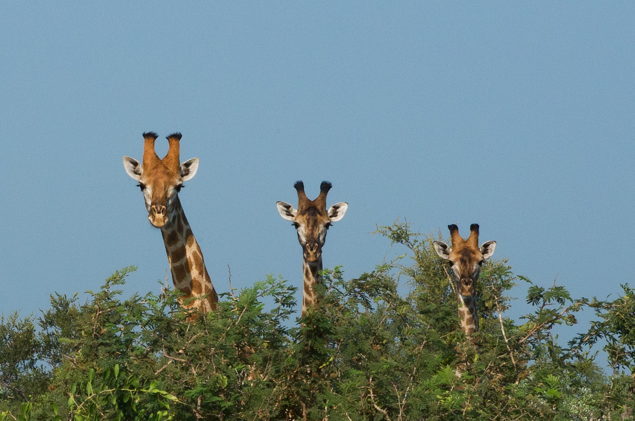 Giraffen Gartenroute Südafrika