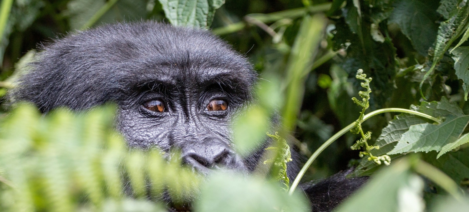 Gorilla in Uganda