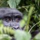 Gorilla in Uganda