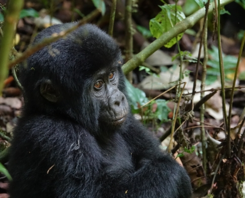 Gorilla in Uganda