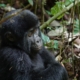 Gorilla in Uganda